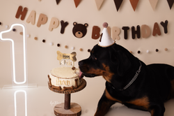 Pet Photography Leicester • Dog Photography Leicester
