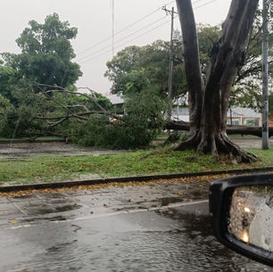 ¡Se vino con toda! Fuerte aguacero en Cali tumba árboles y deja barrios sin luz