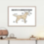 Anatomy of a Labrador Retriever Poster