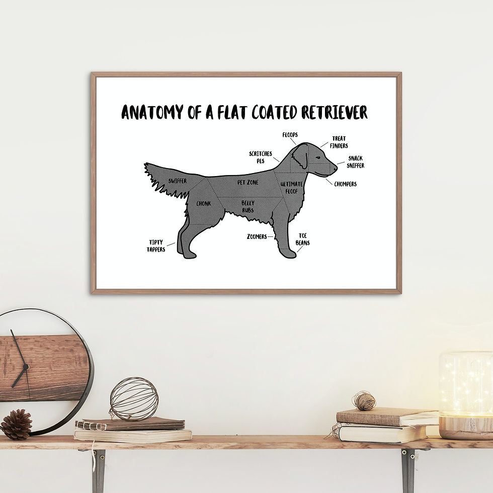 Anatomy of a Flat Coated Retriever Poster