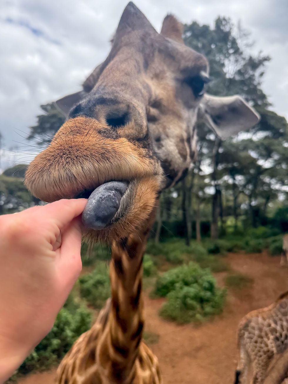 Giraffe tongues are very weird!
