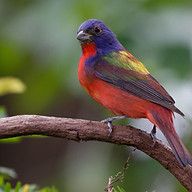 PAINTED BIRD OBITUARY PHOTO_edited.jpg