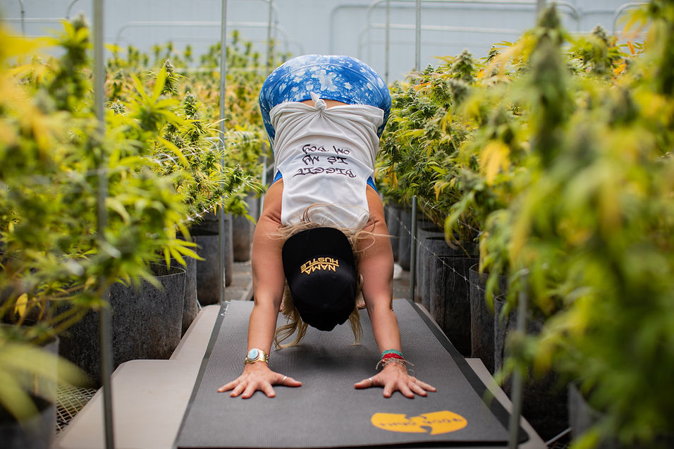 Snoop Downward Dogg amongst the "weeds"