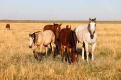 horses