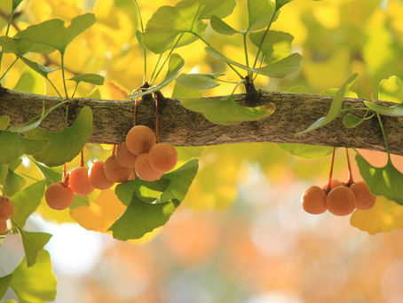 The trees we will sample