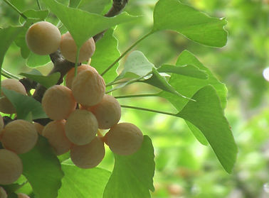 Ginkgo_biloba,_-Japan_01.jpg