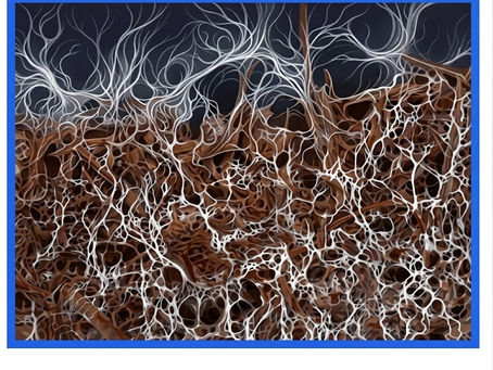 Mycorrhizae Fungi and Basalt illustration