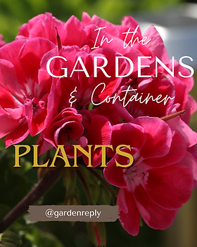 Garden & Container Plants GR W9725.png