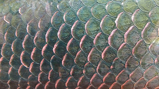 escama arapaima.jpeg