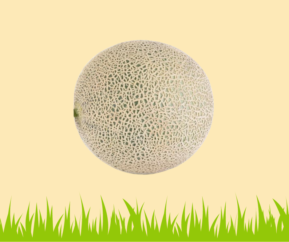 Cantaloup