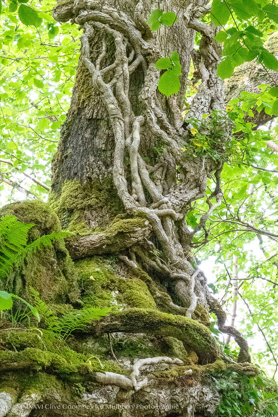Scotland's Temperate Rainforest