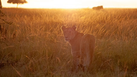 Big Cats.  And a Little More  - Clive Coombes
