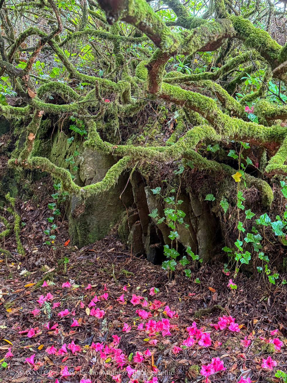 Scotland's Temperate Rainforest