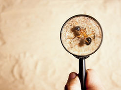 Termite Control