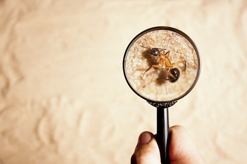 Termite Control