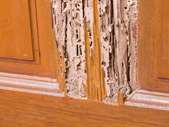 termite control
