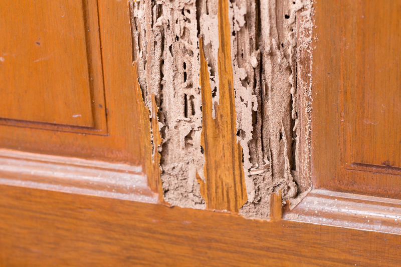 termite control
