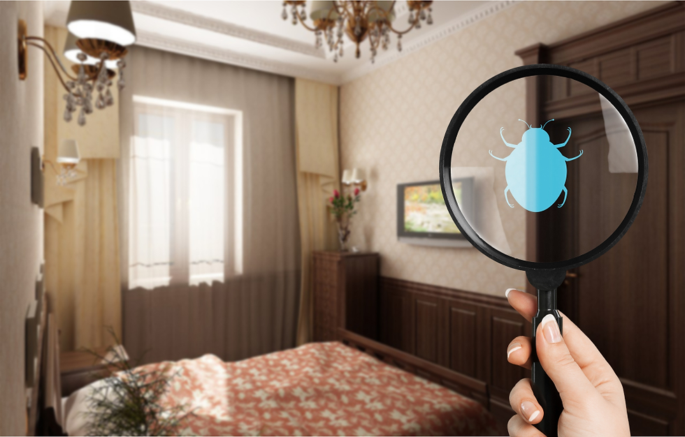 How To Choose The Best Professional For Termite Control?