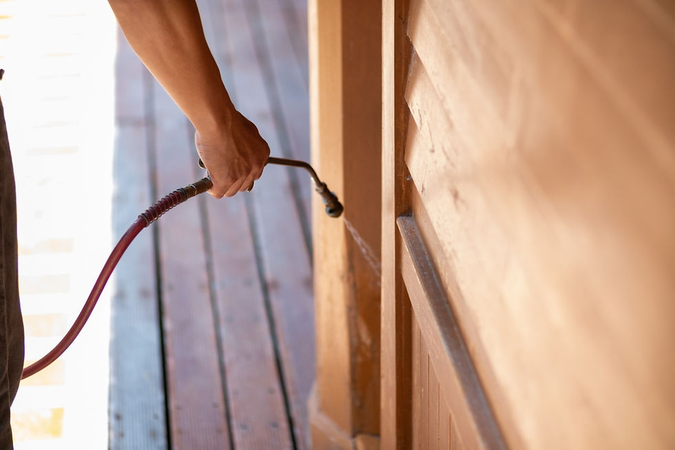 termite control