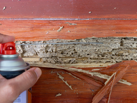 termite control