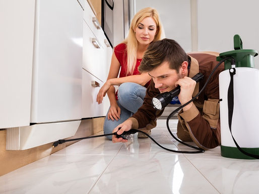 How To Find the Right Pest Control Service Provider For Your Home