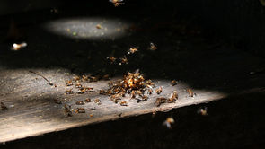 termite control