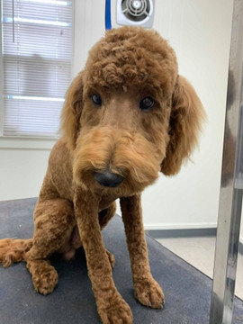 Fantastic makeover, Butterscotch!
