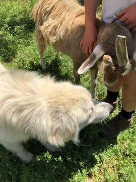 The goats and Drifter evidently enjoy each other's company.