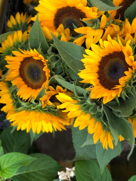 Russian immigrants to the U.S. brought with them highly developed sunflower seeds that grew bigger blooms, sparking a renewed interest in the native American plant.