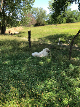 A tranquil but vigilant life! Drifter is the first line of defense in protecting the farm from predators.