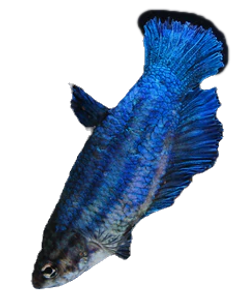 Betta mit Stressstreifen