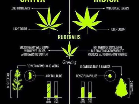 The Basics of Cannabis Concentrates and How to Use Them