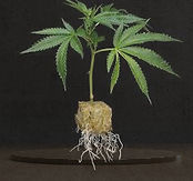 images (1)_edited_edited.jpg