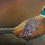 Thumbnail: pheasant original painting