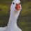 サムネイル： Goose painting