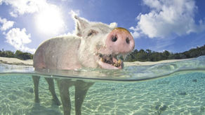 Pig Island Bahamas