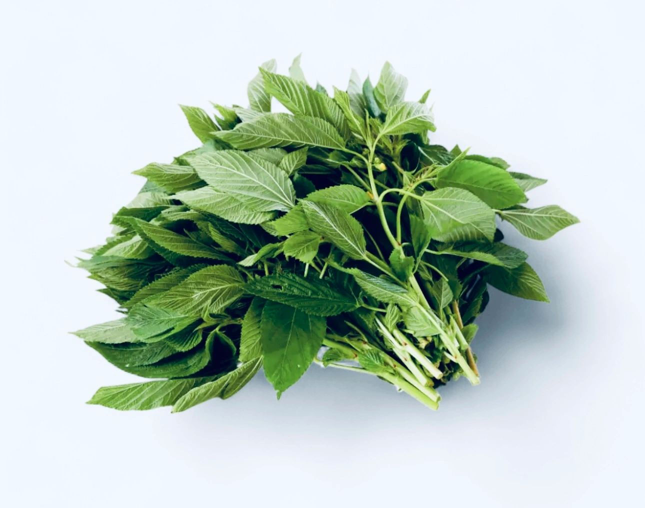 Fresh Green Leaves -Ewedu