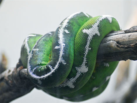 Wildlife