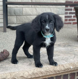 Bernese Irish Golden Mountain Dogs for sale