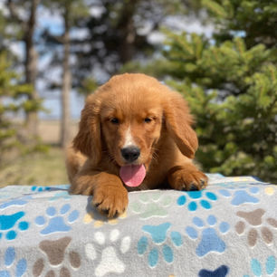 golden mountain dog puppies for sale Charlie 9