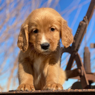 golden mountain dog puppies for sale