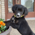 Bernese Irish Golden Mountain Dogs for sale