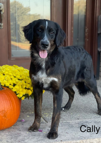Golden Mountain Dog for Sale, B.I.G. Puppies, Bernese Mountain Dog Mix