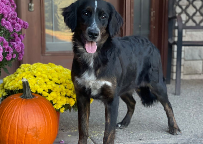 Golden Mountain Dog for Sale, B.I.G. Puppies, Bernese Mountain Dog Mix