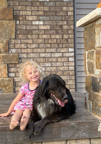 Golden Mountain Dog for Sale, B.I.G. Puppies, Bernese Mountain Dog Mix
