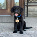 Bernese Irish Golden Mountain Dogs for sale