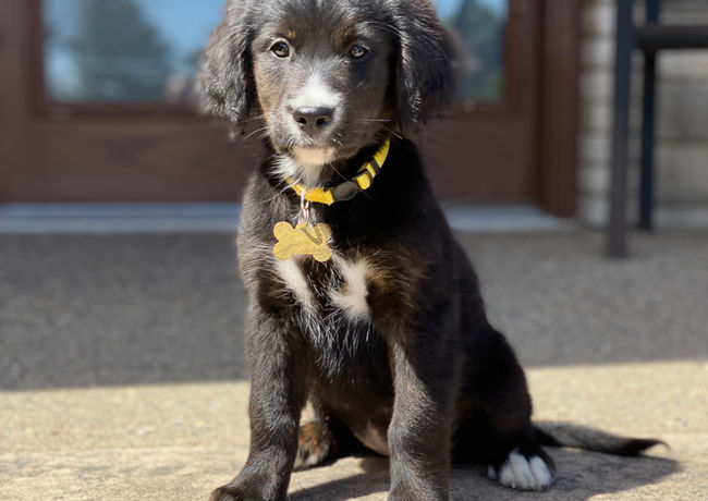 Golden Mountain Dog for Sale, B.I.G. Puppies, Bernese Mountain Dog Mix