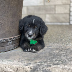 Bernese Irish Golden Mountain Dogs for sale