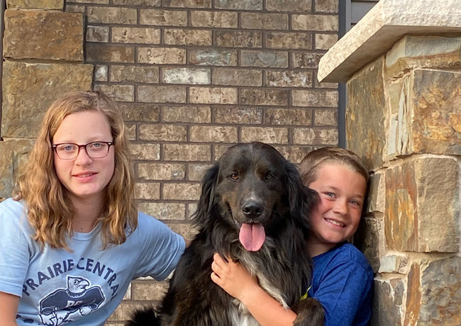 Golden Mountain Dog for Sale, B.I.G. Puppies, Bernese Mountain Dog Mix