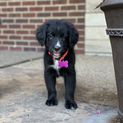 Bernese Irish Golden Mountain Dogs for sale